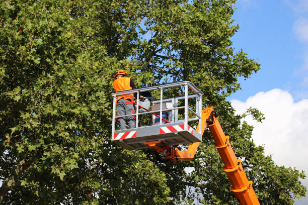 Best Root Management and Removal  in Hartford, SD